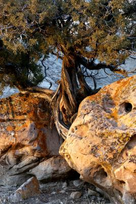 Sundown Pinyon