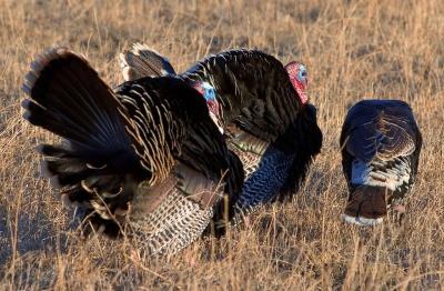 Wild Turkeys