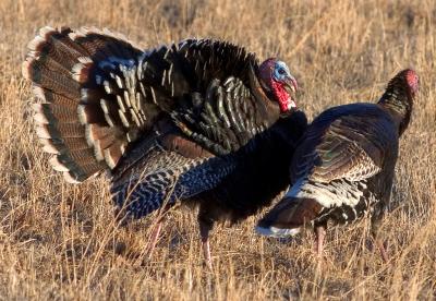 Wild Turkeys