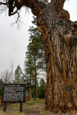 Ute Council Tree