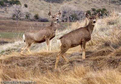 Colorado Mulies