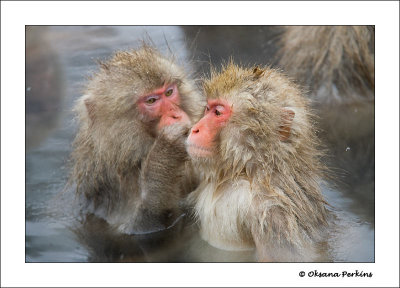 Gossip.jpg