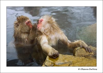 Gossip-2.jpg