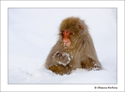 Snow-1.jpg