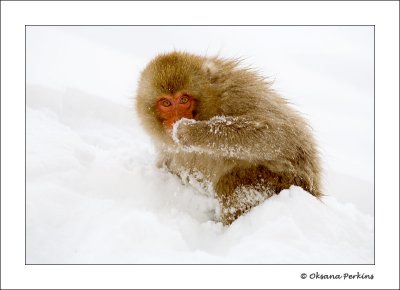 Snow-3.jpg