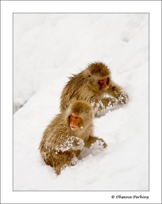 Snow-4.jpg