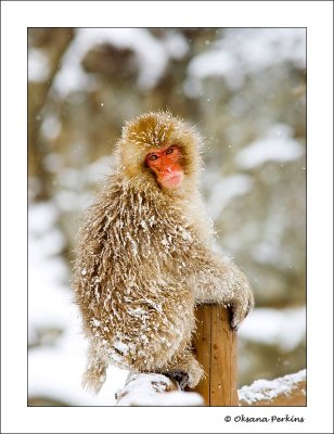 Snow-5.jpg