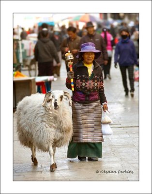 woman-pilgrim-sheep-1.jpg