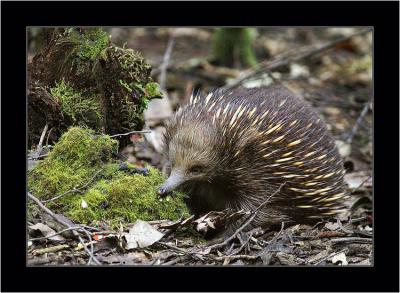 Echidna 3, Mnt. Field NP