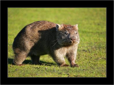 Wombat 1, Narawntapu NP