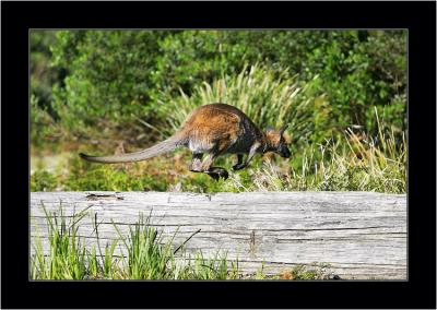 Roo 2, Narawntapu NP