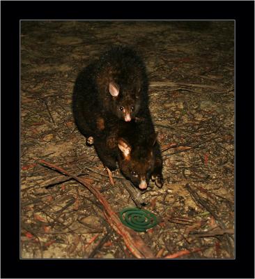 Possum with Baby 1, Cradle Mnt NP