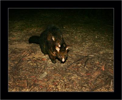 Possum with Baby 2, Cradle Mnt NP