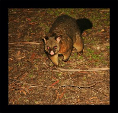 Possum, Cradle Mnt NP