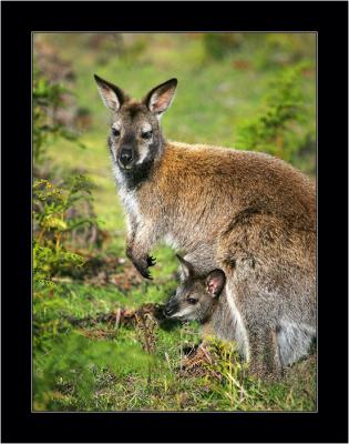 Roo with Joey 1, Narawntapu NP