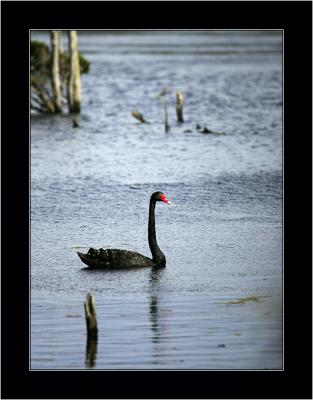 Black Swan, Narawntapu NP
