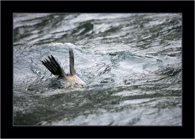 Seal 2, Bruny NP