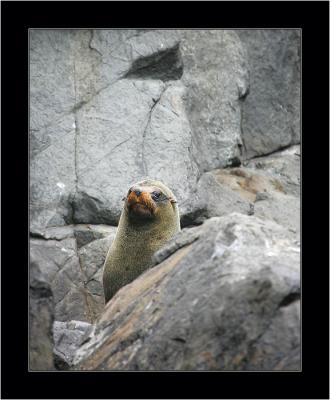 Seal 1, Bruny NP