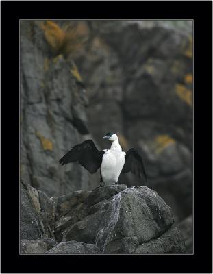 Cormorant, Bruny NP