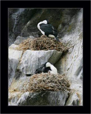Cormorants' Nests, Bruny NP