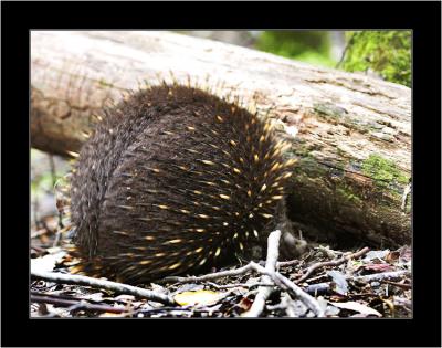 Echidna 1, Mnt. Field NP