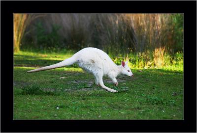 Albino Wallaby 2, Bruny NP