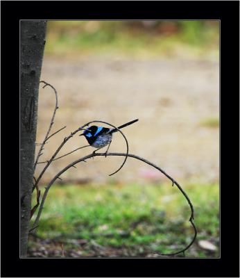 Birdie, Bruny NP