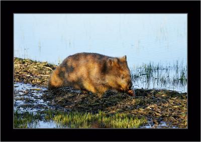 Wombat 4, Narawntapu NP