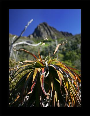 Cradle Mnt NP 5