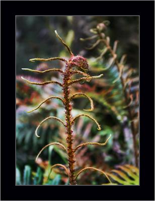 Ferns 2