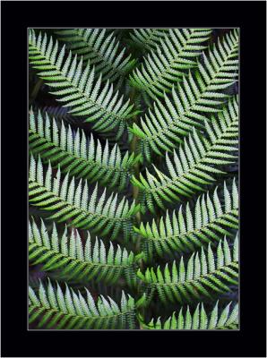 Ferns 3