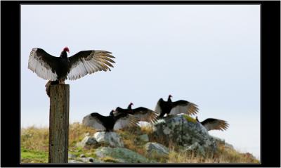 Turkey Vultures, Oregon