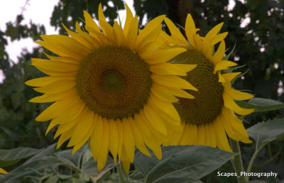 Tuscan_Sunflower.jpg