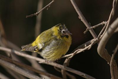 g3/57/535657/3/53541903.lucherinocalvo002.jpg