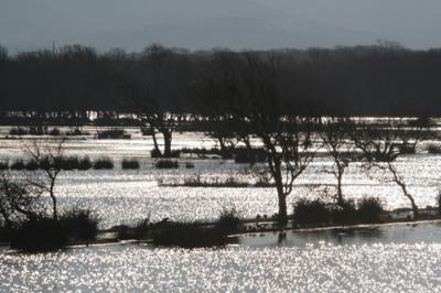 Bolgheri gennaio 2006h.jpg