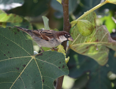 passero al fico5936.jpg