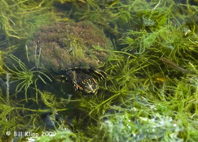 Turtle, Key West Botanical Gardens  2