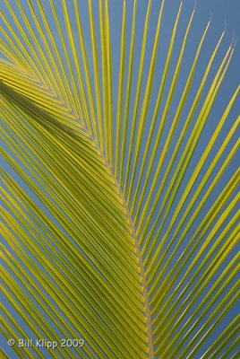 Palm Branch Anegada BVIs