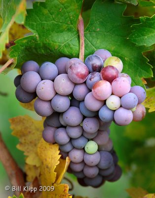 Grapes @ LVC Winery 2