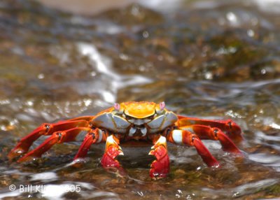 Sally Light Foot Crab 1