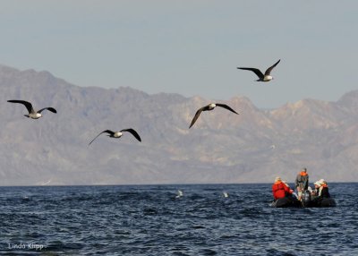 Heermanns Gulls 2