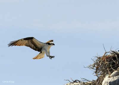 Osprey, Isla Rasa