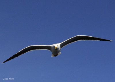 Yellow Footed Gull