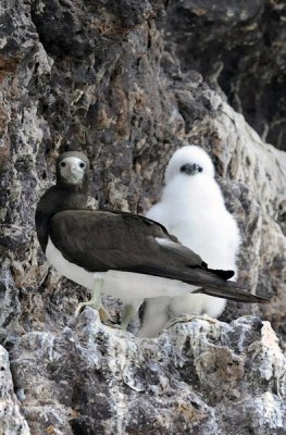 Brown Booby with Chick 1