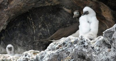 Brown Booby with Chick 2