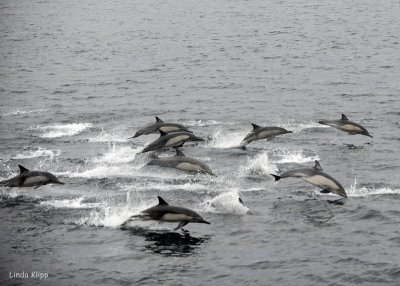 Long Beaked Common Dolphins 1