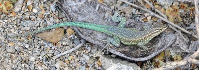 Emerald Tail lizard