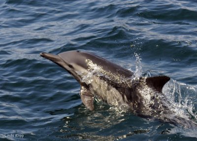 Long Beaked Common Dolphins 3