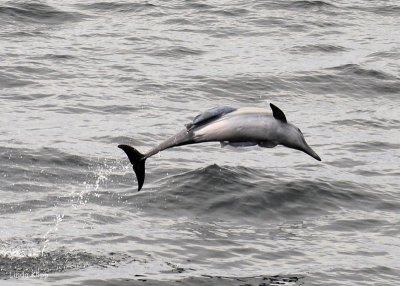 Long Beaked Common Dolphins 4