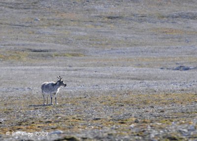 Reindeer, Gashamna Svalbard